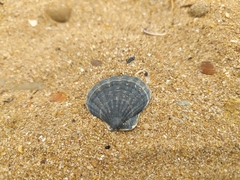 Flexopecten glaber ponticus