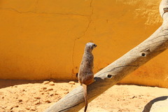 Suricata