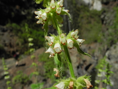 Sideritis infernalis image