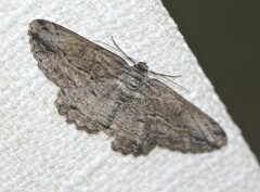 Scioglyptis chionomera