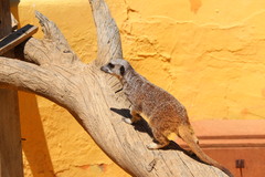 Suricata