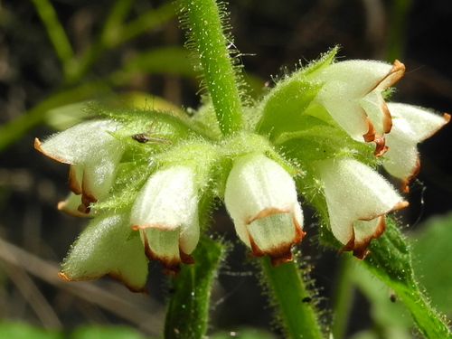 Sideritis infernalis image