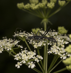 Hephaestion corralensis