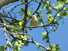 Sylvietta rufescens flecki