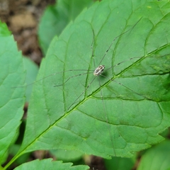 Leiobunum
