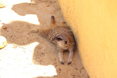 Suricata