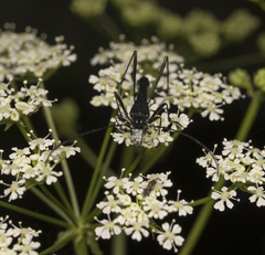 Hephaestion corralensis