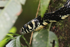 Spilotes pullatus