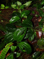 Adelobotrys adscendens