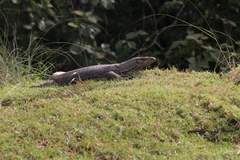Varanus bengalensis
