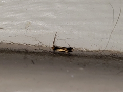 Isocorypha mediostriatella