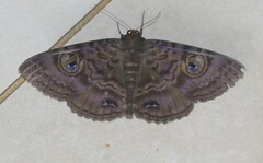 Speiredonia spectans