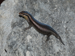 Trachylepis wahlbergii