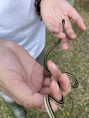 Thamnophis proximus orarius