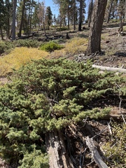 Juniperus communis