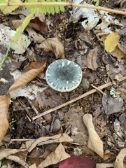 Russula crustosa