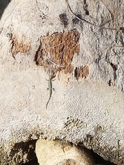 Cryptoblepharus novocaledonicus
