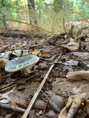 Russula crustosa