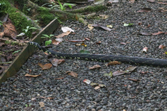 Spilotes pullatus