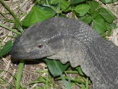 Varanus albigularis albigularis