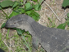 Varanus albigularis albigularis
