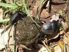 Scarabaeus laticollis