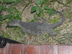 Varanus albigularis albigularis