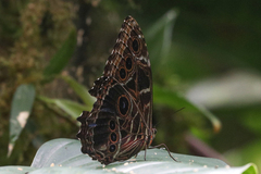 Morpho deidamia
