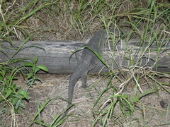 Varanus albigularis albigularis