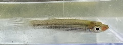 Fundulus lineolatus
