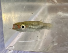 Fundulus lineolatus