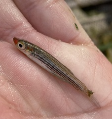 Fundulus lineolatus