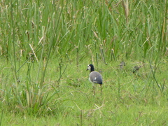 Vanellus crassirostris