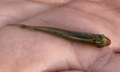 Fundulus lineolatus