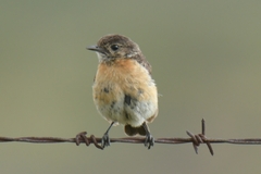 Saxicola torquatus