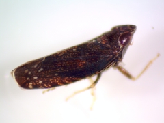 Scaphytopius frontalis