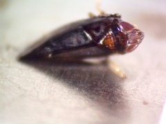 Scaphytopius frontalis