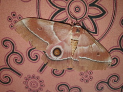 Gonimbrasia belina