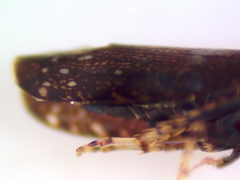 Scaphytopius frontalis