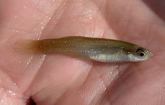Fundulus chrysotus