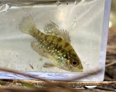 Enneacanthus gloriosus