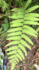 Pelazoneuron kunthii