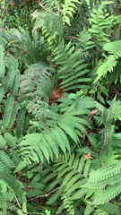 Deparia acrostichoides