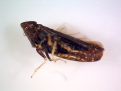 Scaphytopius frontalis