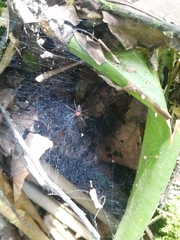 Aglaoctenus castaneus