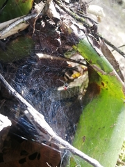 Aglaoctenus castaneus