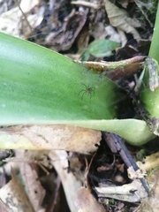 Aglaoctenus castaneus