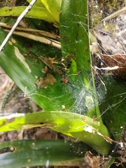 Aglaoctenus castaneus