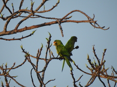Eupsittula canicularis