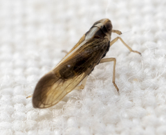 Tagosodes orizicolus